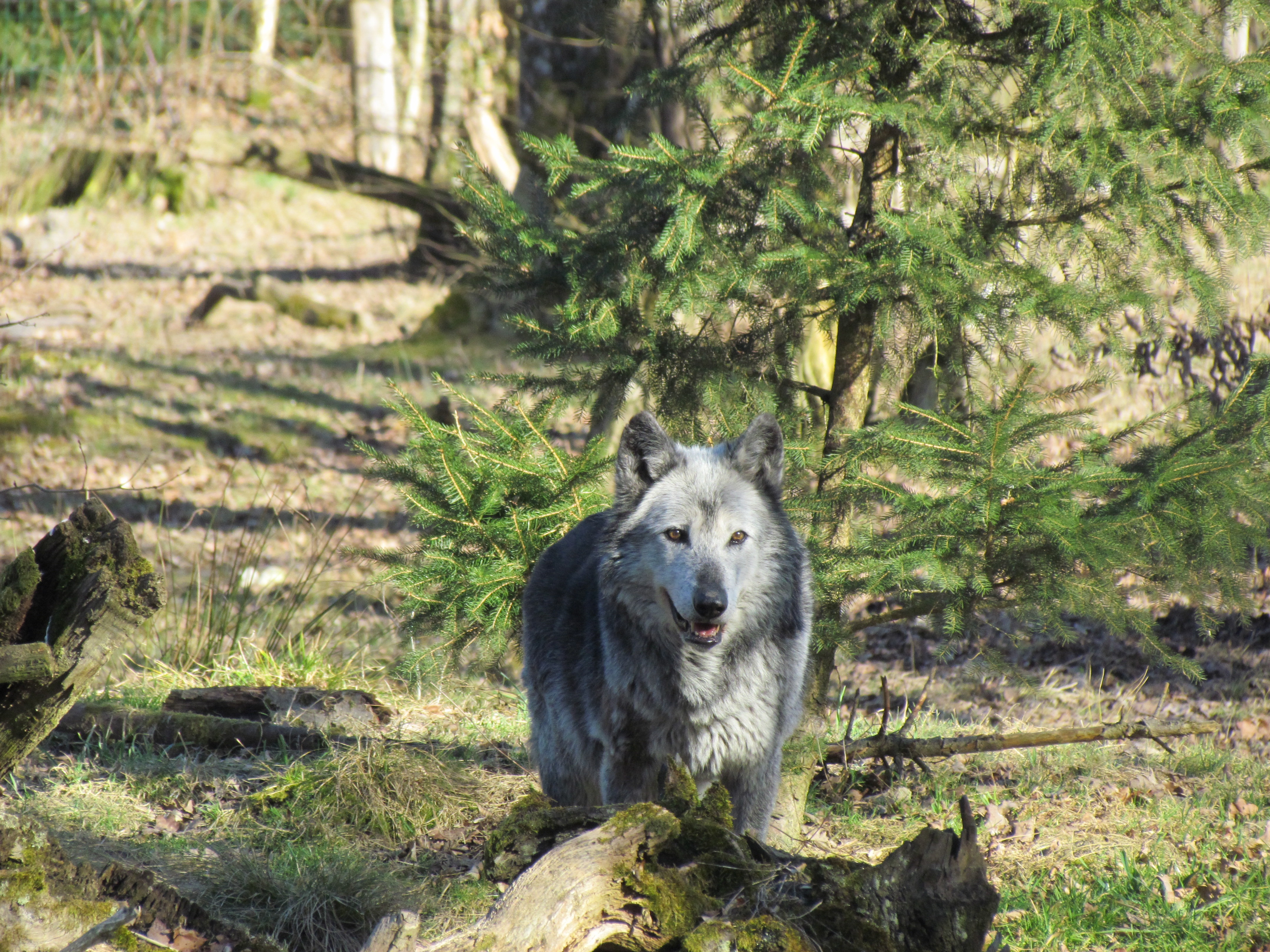 Combinaison Pyjama Loup de la Toundra, Animaux